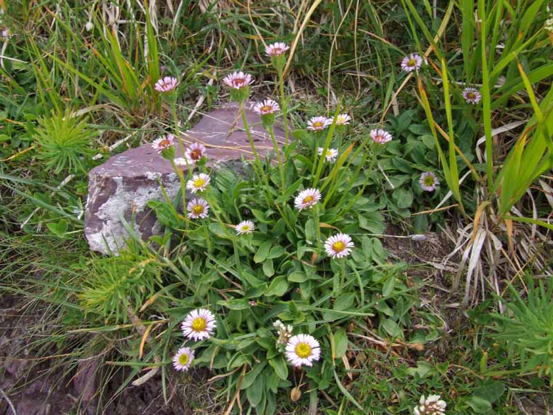 Erigeron alpinus /  Cespica alpina